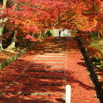 【最新】リアルな京都紅葉情報！若干遅め！！遠出する価値ありな絶景スポット「山科毘沙門堂」