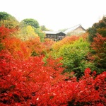 【最新】リアルな京都紅葉情報！大本命の絶景スポット！！激混み前にチェック☆「東福寺」