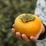 秋の味覚をお腹いっぱい好きなだけ！子供たちも大喜び！「井手町　みどり農園」