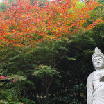 これからが紅葉の見頃！北嵯峨の竹林に佇む「直指庵（じきしあん）」で心洗われるひとときを