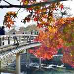 【紅葉】嵐山までちょい早めの紅葉見学に！部分的に色付き始めています！