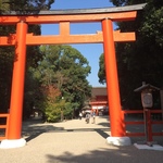 【最新】タイムリーな京都紅葉情報！世界遺産・糺の森の紅葉待ち遠しい☆「下鴨神社」