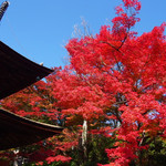 壮大なスケールの紅葉は感動的な美しさ！！山全体が紅葉していて絶景が楽しめます！「善峯寺」
