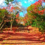写真好き必見！！穴場紅葉スポットでゆっくり写真撮影【インスタグラマーと行く紅葉撮影ツアー@浄住寺】