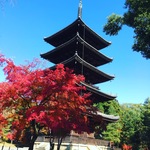 【京都御室】紅葉はまさに最高潮！広大な敷地に圧巻の世界遺産・仁和寺