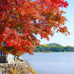 今が紅葉の見頃！広い空が気持ちいい「広沢池」周辺を散策してみました【紅葉】