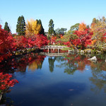 京都屈指の紅葉の名所「もみじの永観堂」は圧倒的な美しさ！！