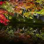 幻想的な紅葉の夜！プロジェクションマッピングも見事な「夜の高台寺 ライトアップ」