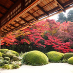 サツキの緑と真っ赤な紅葉の美しいコントラストのお庭は必見です！！一乗寺の「詩仙堂（しせんどう）」