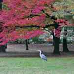 広大な敷地で紅葉をゆったり堪能！御所九条池や白雲神社など見どころもたくさん「京都御苑」