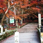 京都の紅葉絶景スポットの驚愕の珍風景！もうシーズン終盤☆「毘沙門堂」【京都山科】