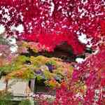 年々人気上昇中の紅葉スポット！境内も広くゆっくり楽しめます！長岡京市の「光明寺」