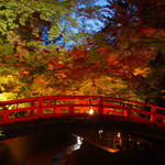 紅葉のライトアップも美しい～！！豊臣秀吉が築いた御土居と250本もの紅葉が織りなす絶景！北野天満宮
