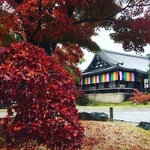 2016京都名残りの紅葉ラストパトロール！紅葉濡れる名所めぐり☆南禅寺~安楽寺~法然院~智積院~養源院