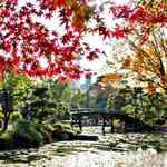 源氏物語ゆかりの地で紅葉を満喫！京都駅から徒歩圏内「東本願寺 渉成園（しょうせいえん）」