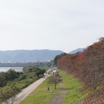秋は赤く色付いた桜が楽しめます！のんびり散歩にオススメな「八幡の背割提」