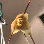 サル顔の花がカワイイ！日本最古の公立植物園「京都府立植物園」