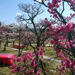 春到来！梅小路公園で【梅のお花見】はいかが？3月5日までの開催！