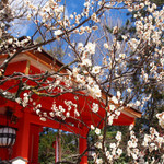【京都 梅の名所】北野天満宮の梅が見頃を迎えています☆