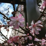 【京都の花】日本最初の小学校跡の一角の早咲き桜ももう終盤！オフィス街の癒やしスポット「御池桜」