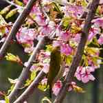 今年も来ました！「淀水路河津桜」そろそろ見ごろ【3月5日】