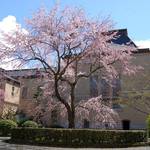 4月2日まで開催中・京都府庁旧本館「観桜祭（かんおうさい）」衹園枝垂れ桜や容保桜・催し物など多彩【イベント】