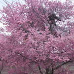 【桜の京都】春の訪れを告げる濃いピンクのオカメ桜「長徳寺」