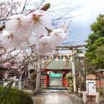 早咲き桜は満開！遅咲きも楽しめる桜スポット「車折神社」見頃を迎えています【花見】