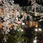 【京都ニュース】今年は中止決定！残念！！27年続いた祗園白川春の名物☆夜桜ライトアップ