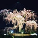 【保存版】京都桜直近情報も！ここは必ず押さえるべき！！京都オススメ人気桜スポット【市内５エリア】