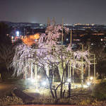 宇治植物公園の『しだれ桜夜間無料公開』が満開を迎える前に終了【ライトアップ】