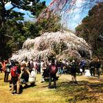 京都最新桜情報！４月３日現在の開花をチャリでぐるっと市内桜パトロール！！