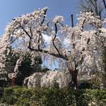 桜の名所としても有名！京都で唯一弁天様をお祀りする「辨財天長建寺」
