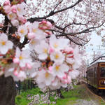 見事な「桜のトンネル」嵐電宇多野駅〜鳴滝駅・ライトアップと「夜桜電車」運行中【4/9まで】