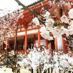 【京都岡崎】桜みくじも人気！雨桜で見頃もピークからそろそろ終盤に突入！！「平安神宮」