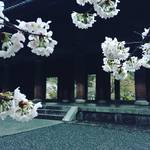 【京都南禅寺】早起きは三文の徳！桜シーズンに貴重な無料座禅体験！！桜観光は早朝に限る☆