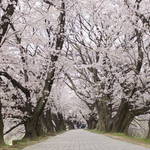 京都屈指の桜スポット！1.4kmに渡る桜のトンネルは圧巻の美しさ！「背割提（せわりてい）」