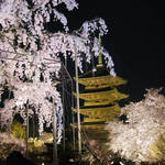 夜桜と五重塔が織りなす幻想的な世界「東寺（教王護国寺）」【4/16まで】