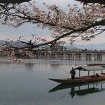 【京都の桜】見頃を迎えた「嵐山」の桜！渡月橋と桜の景色がお見事！