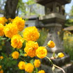 初夏を彩る鮮やかな黄金色・松尾大社「山吹まつり」5/5まで開催中【季節の花】