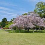 京都桜めぐり。上賀茂神社・鴨川周辺の名残桜のスポットを（4/22）