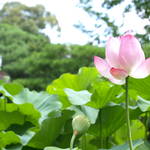 儚くも美しい蓮。ミシュラン星付きのお料理とともに"夏のお花見"はいかが？