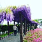 【京都の花】毎年恒例の入場無料一般公開！藤やつつじが咲き乱れ！！「京都市上下水道局」