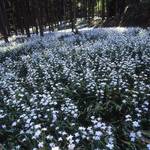 シャガにスイセンに・・GWは綾部で季節の花を楽しもう【まとめ】