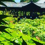 京都随一の紅葉スポットは新緑も天下一品！青もみじの海に浮かぶ通天橋必見☆「東福寺」