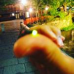 【祇園巽橋】今年も発見！京都の風情あふれる祇園白川で乱舞するホタル☆【初夏の風物詩】