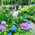 【京都大原】梅雨時こそ紫陽花と苔じゅうたんに癒やされる！赤紫蘇最盛期の牧歌的風情も☆「三千院」