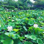 【京都夏の花】嵯峨嵐山の名所・世界遺産天龍寺の境内に咲くちょうど見頃の花々を集めてみました！