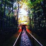 【2017最新】リアルな京都紅葉情報！絶景の人気スポットの今シーズンは？大徳寺「高桐院」