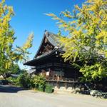 【2017京都紅葉最新】直近！黄色い世界が広がる大銀杏の紅葉パトロール☆世界遺産からカフェのあるお寺まで【厳選4か所】